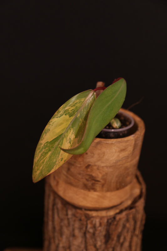 Philodendron Strawberry Shake Variegata - Yellow Green Variegation - Vibrant Colour Form - Rooted Plant UK