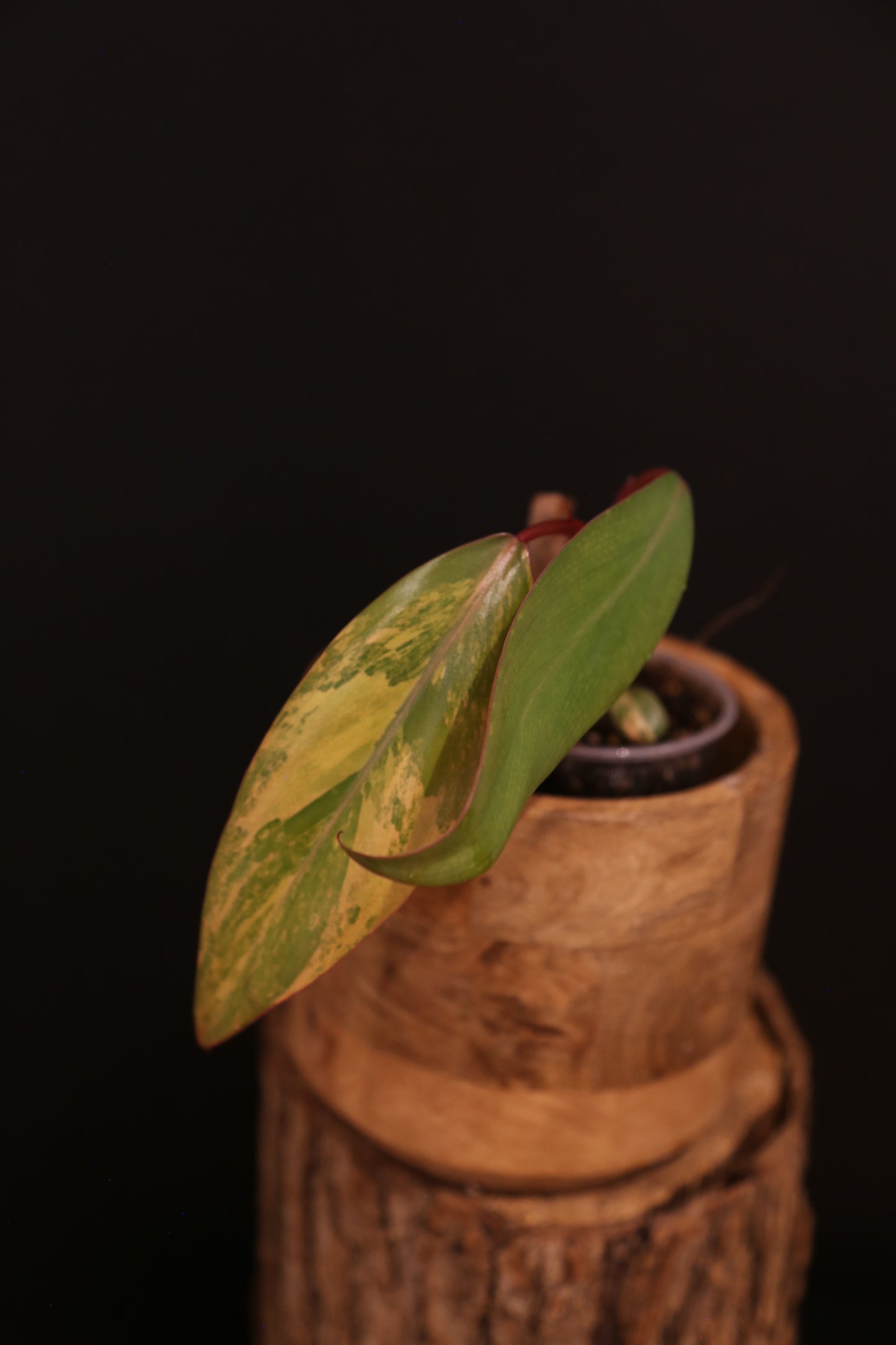 Philodendron Strawberry Shake Variegata - Yellow Green Variegation - Vibrant Colour Form - Rooted Plant UK