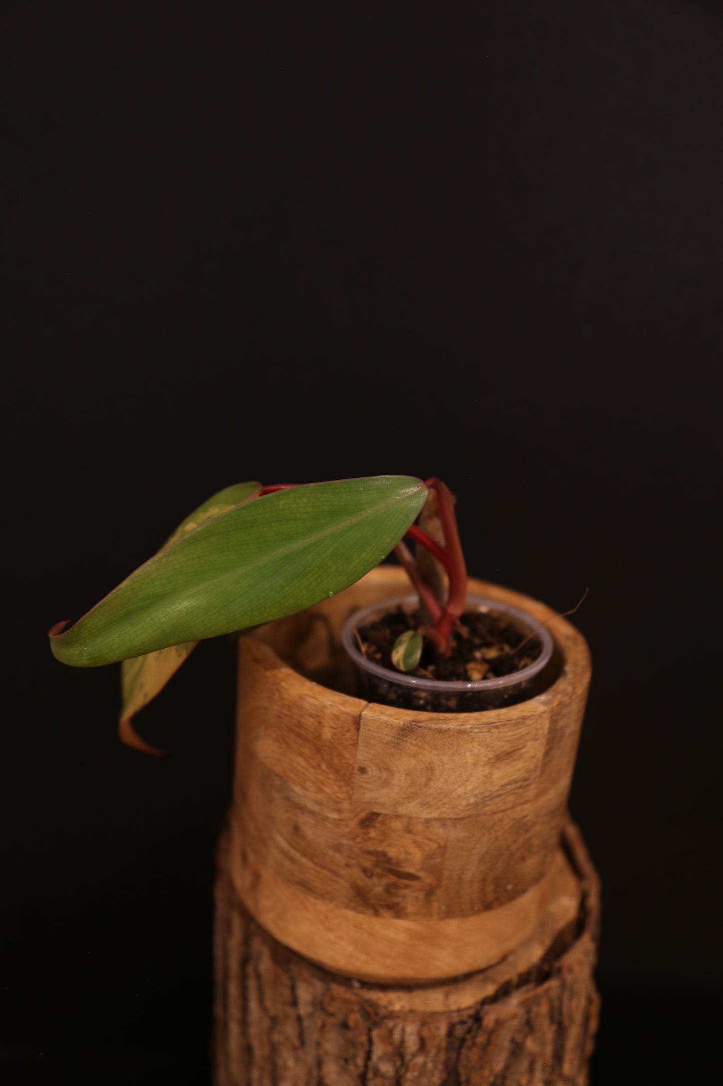 Philodendron Strawberry Shake Variegata - Yellow Green Variegation - Vibrant Colour Form - Rooted Plant UK