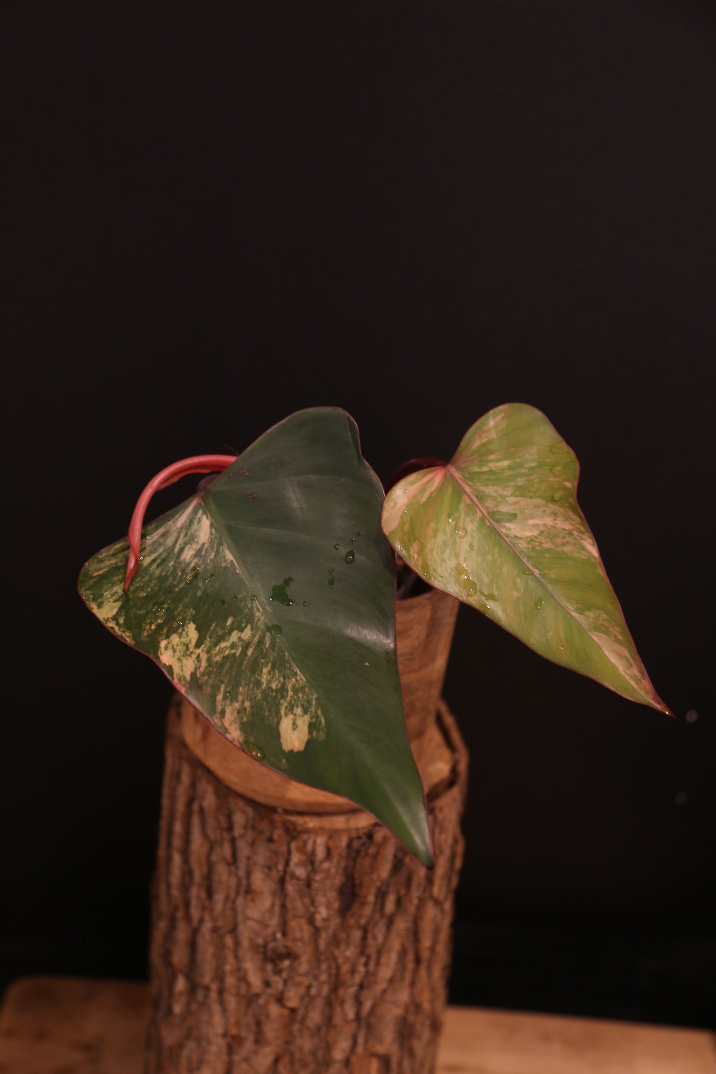 Philodendron Strawberry Shake Variegata - Dual Colour Expression - Large Established Leaves - Rooted Plant UK
