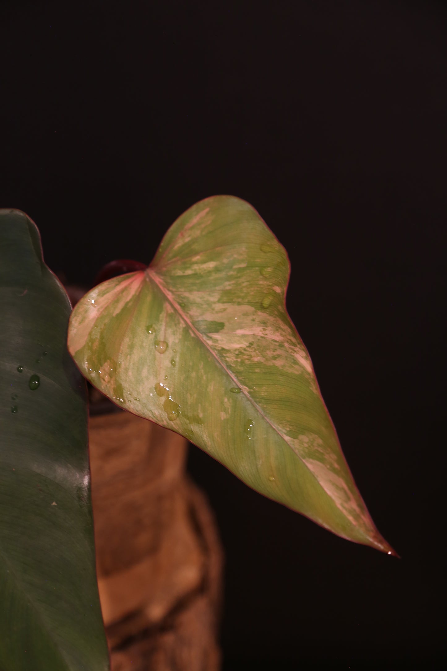 Philodendron Strawberry Shake Variegata - Dual Colour Expression - Large Established Leaves - Rooted Plant UK
