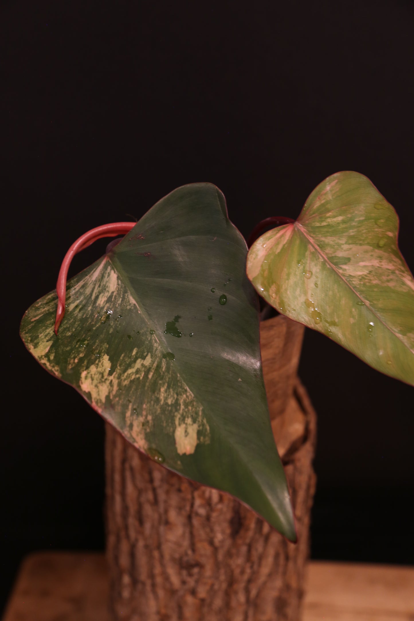 Philodendron Strawberry Shake Variegata - Dual Colour Expression - Large Established Leaves - Rooted Plant UK