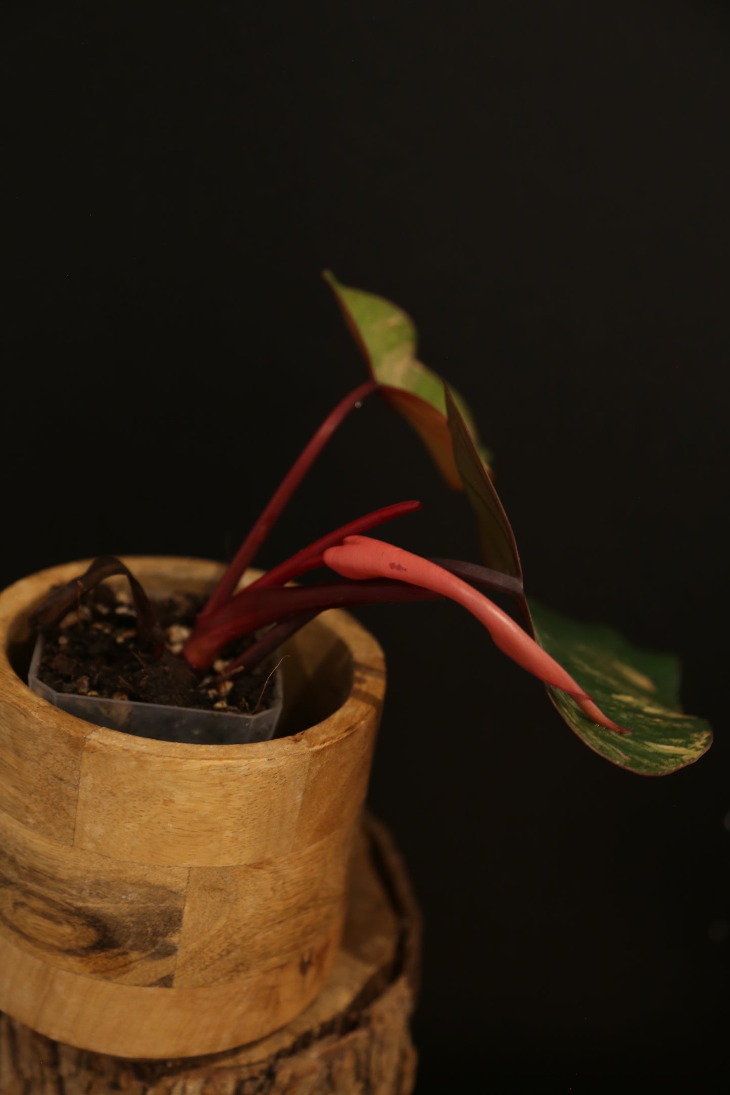 Philodendron Strawberry Shake Variegata - Dual Colour Expression - Large Established Leaves - Rooted Plant UK