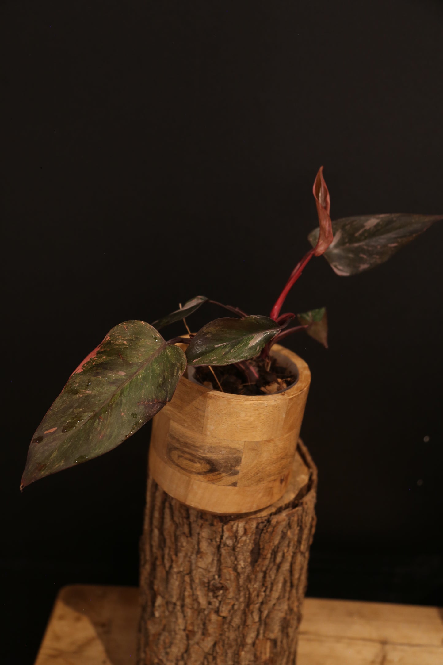 Philodendron Pink Princess Galaxy - Dark Leaf Pink Variegation - New Leaf Emerging - Rooted Plant UK