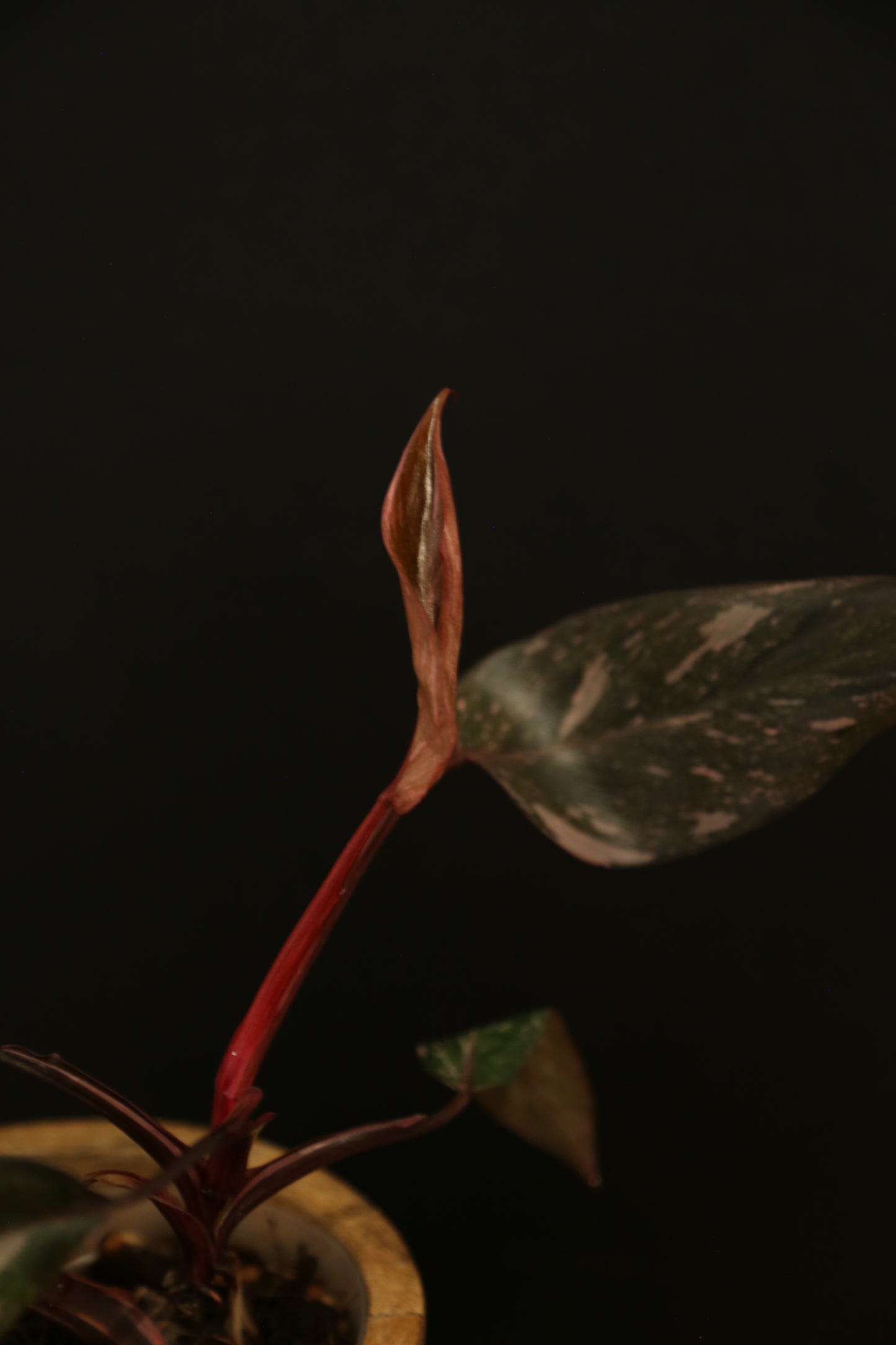 Philodendron Pink Princess Galaxy - Dark Leaf Pink Variegation - New Leaf Emerging - Rooted Plant UK
