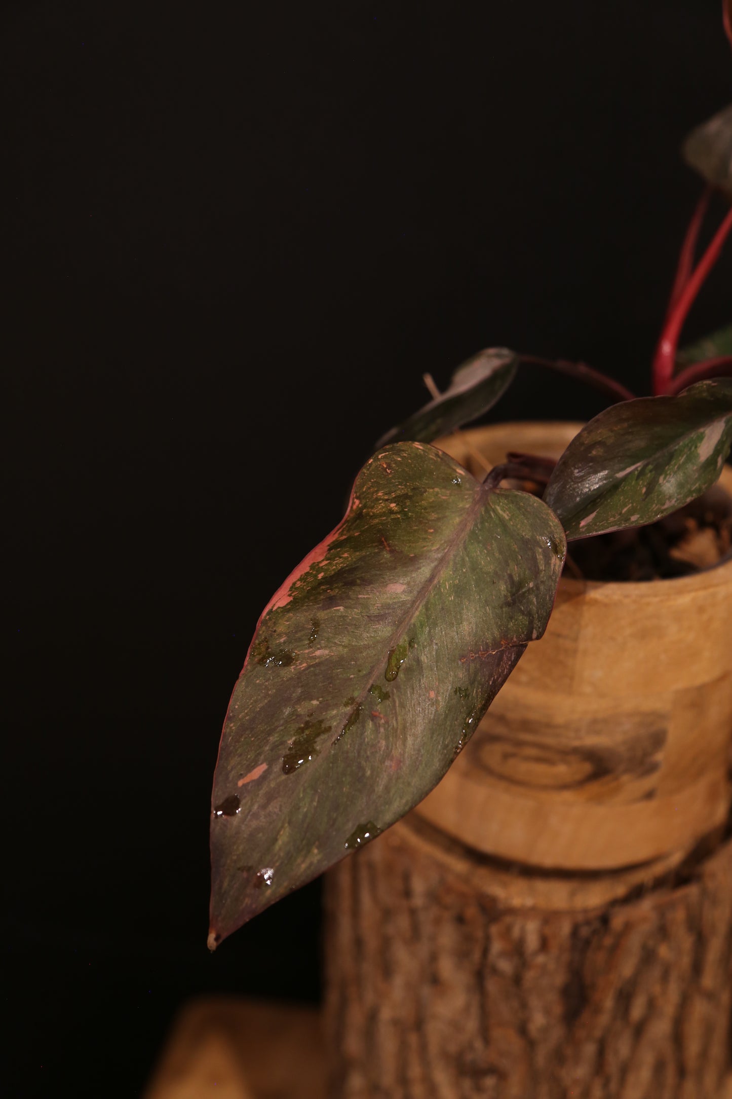 Philodendron Pink Princess Galaxy - Dark Leaf Pink Variegation - New Leaf Emerging - Rooted Plant UK