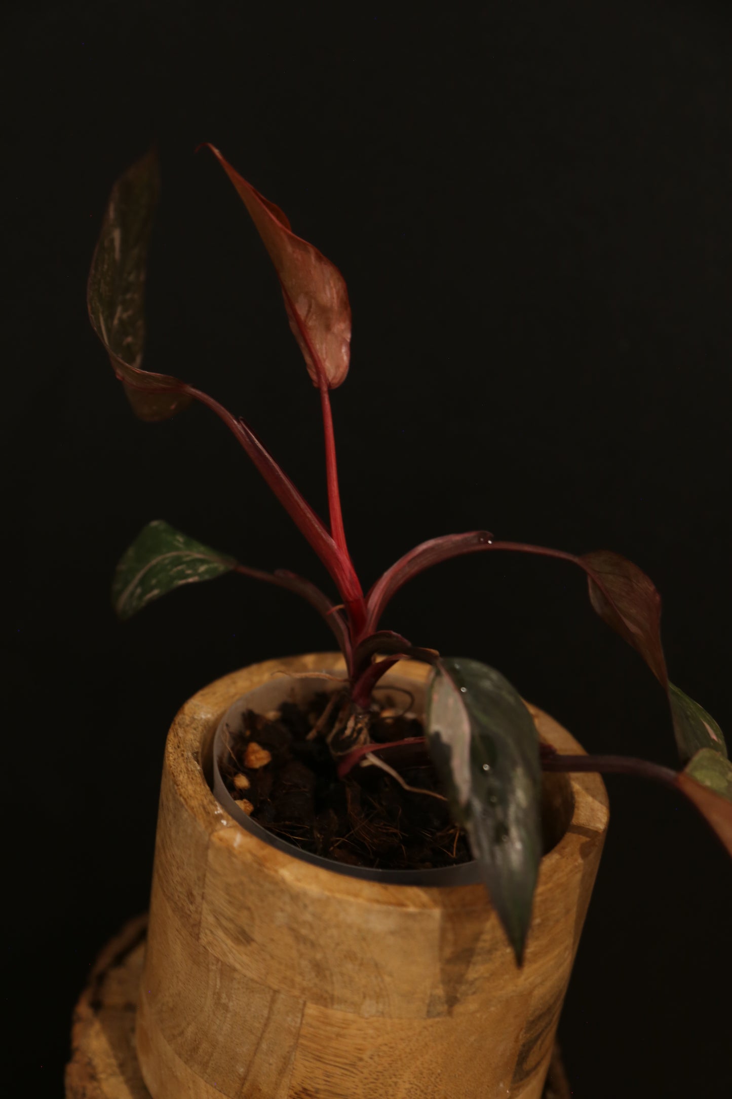 Philodendron Pink Princess Galaxy - Dark Leaf Pink Variegation - New Leaf Emerging - Rooted Plant UK