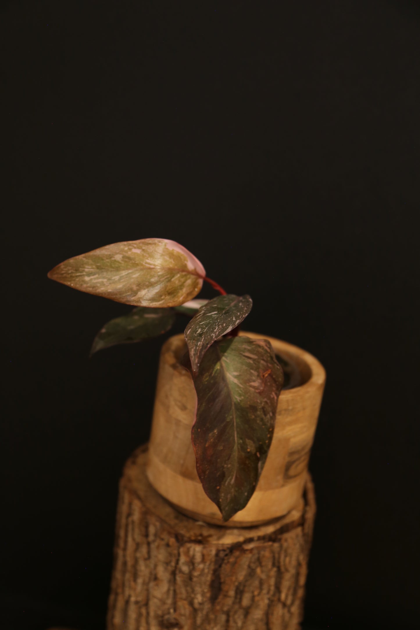 Philodendron Pink Princess Galaxy - Bronze Pink Variegation - Multiple Leaves - Rooted Starter Plant UK