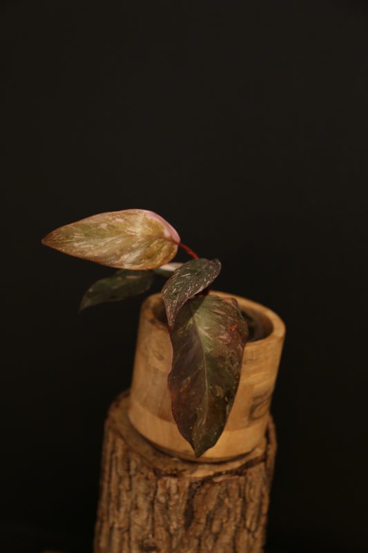 Philodendron Pink Princess Galaxy - Bronze Pink Variegation - Multiple Leaves - Rooted Starter Plant UK