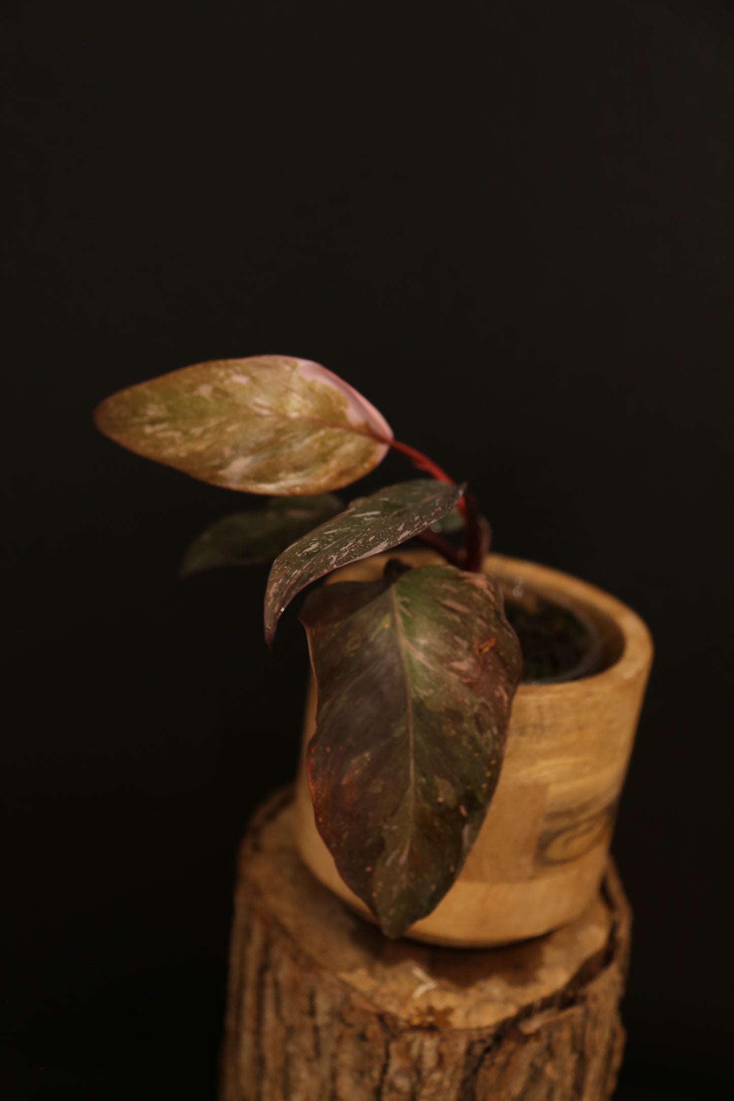 Philodendron Pink Princess Galaxy - Bronze Pink Variegation - Multiple Leaves - Rooted Starter Plant UK