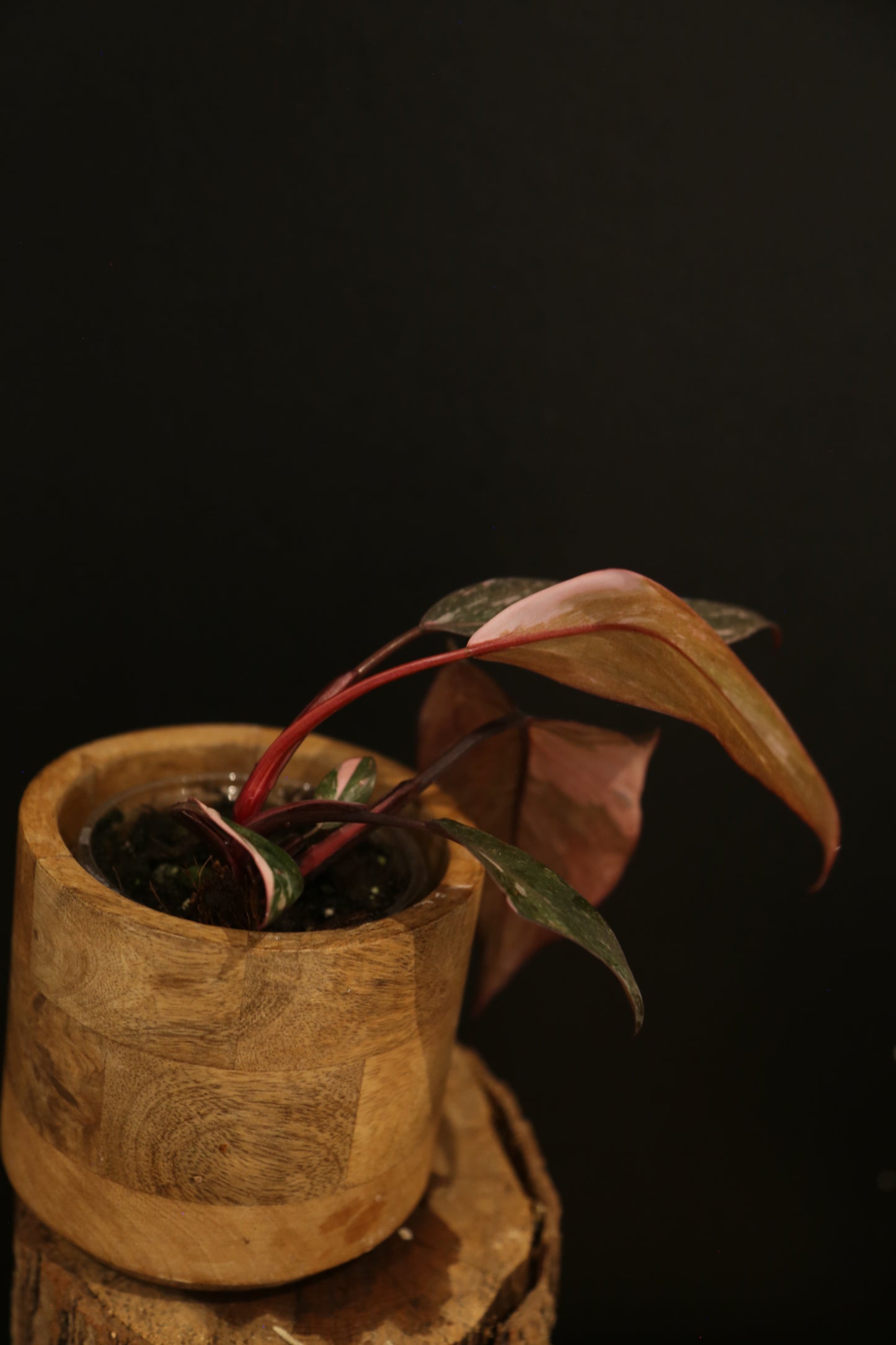 Philodendron Pink Princess Galaxy - Bronze Pink Variegation - Multiple Leaves - Rooted Starter Plant UK