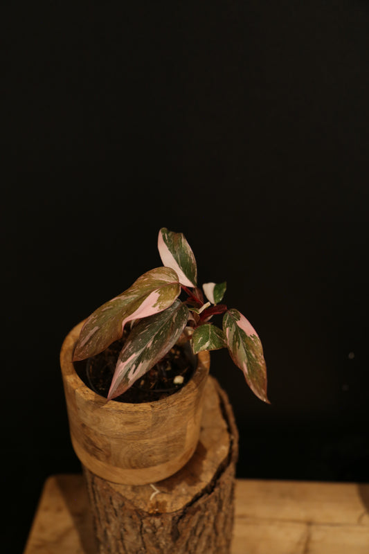Philodendron Pink Princess Galaxy - Pink Splash on Dark Foliage - Full Bushy Plant - Rooted Plant UK