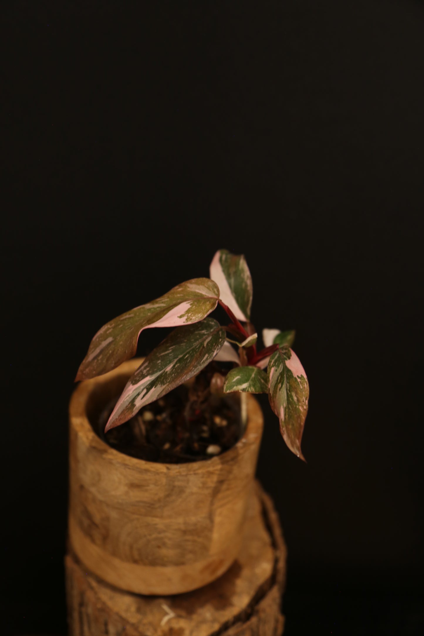 Philodendron Pink Princess Galaxy - Pink Splash on Dark Foliage - Full Bushy Plant - Rooted Plant UK