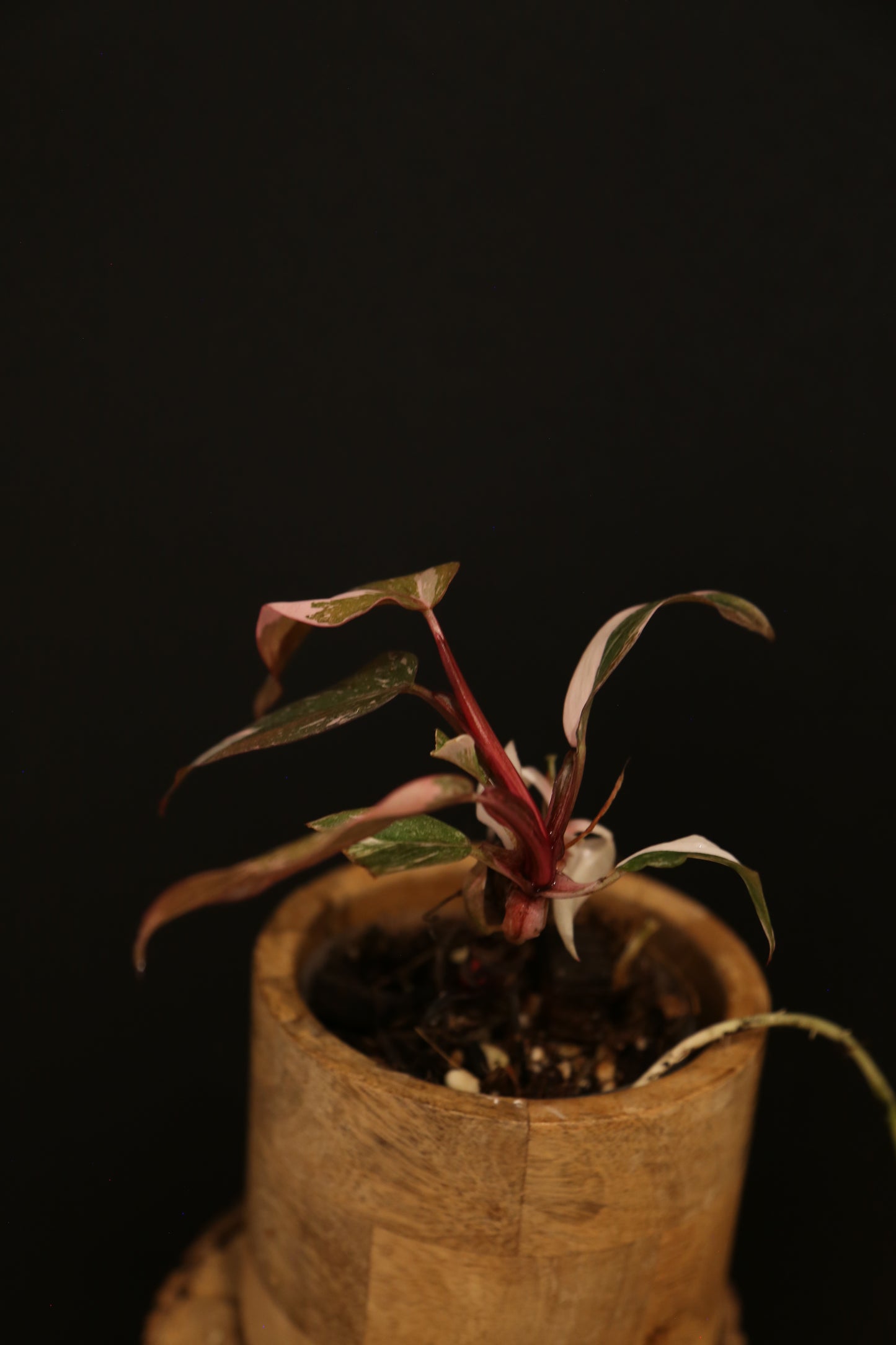 Philodendron Pink Princess Galaxy - Pink Splash on Dark Foliage - Full Bushy Plant - Rooted Plant UK