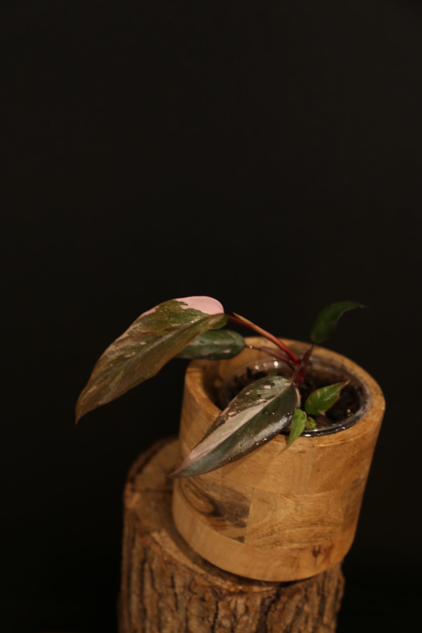 Philodendron Pink Princess Galaxy - Pink Splash Emerging - New Growth - Rooted Starter Plant UK