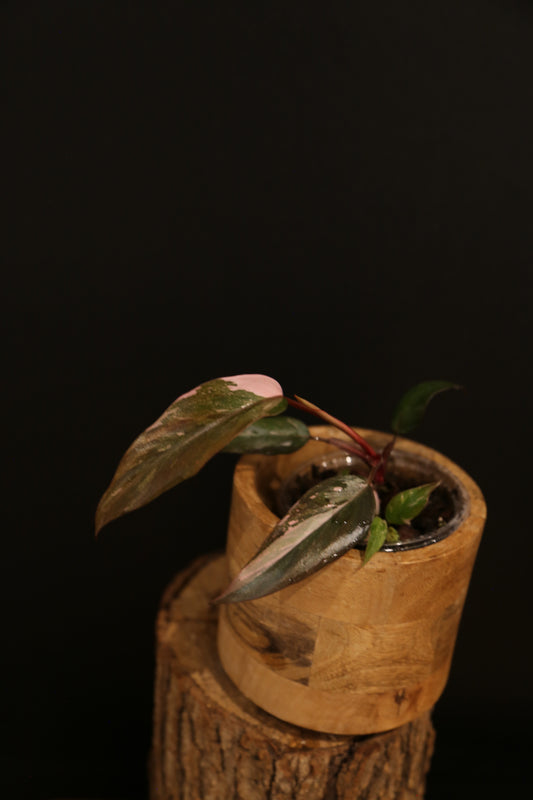 Philodendron Pink Princess Galaxy - Pink Splash Emerging - New Growth - Rooted Starter Plant UK