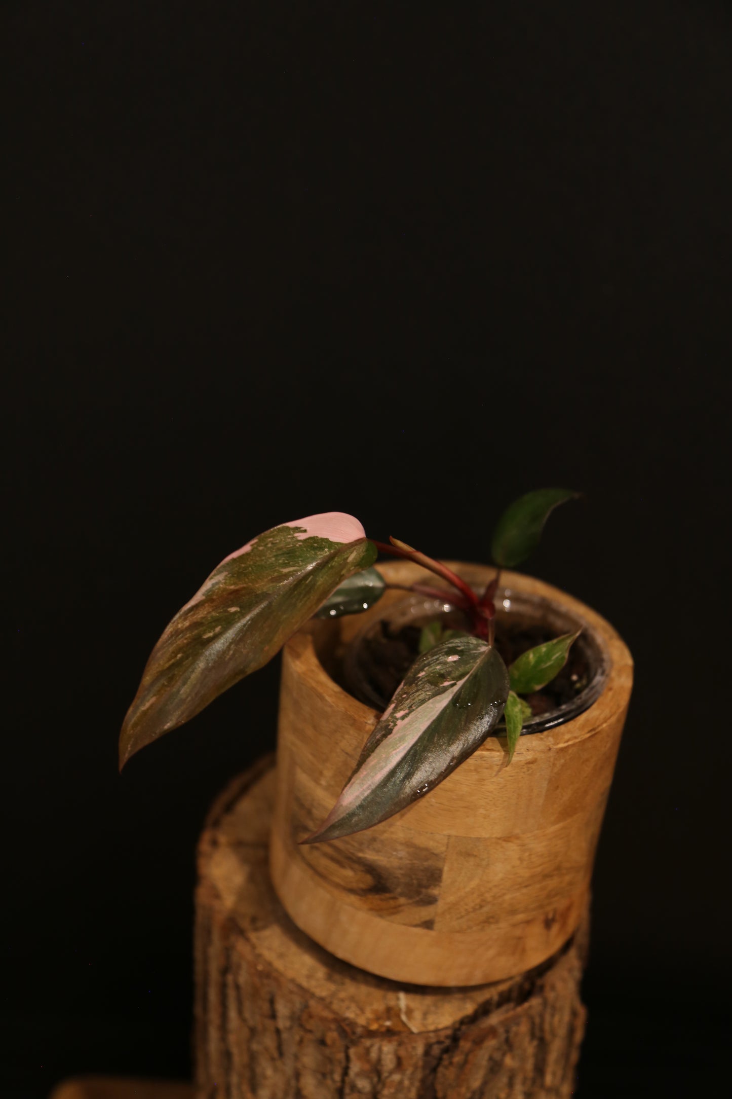 Philodendron Pink Princess Galaxy - Pink Splash Emerging - New Growth - Rooted Starter Plant UK