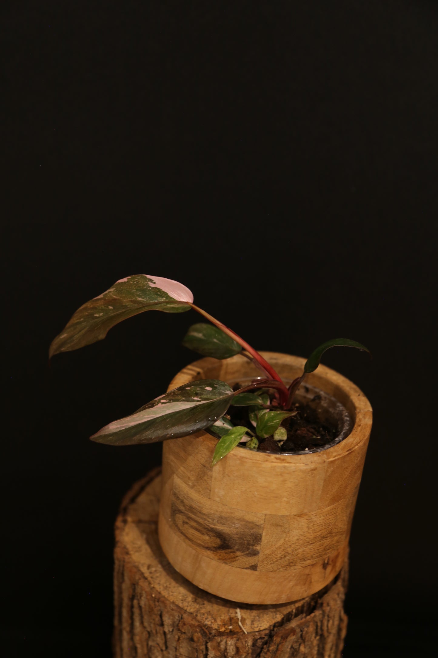 Philodendron Pink Princess Galaxy - Pink Splash Emerging - New Growth - Rooted Starter Plant UK