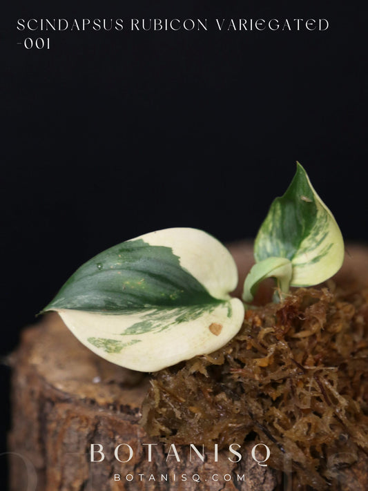 Very Rare! Scindapsus Rubicon Variegated – Top Cutting 001
