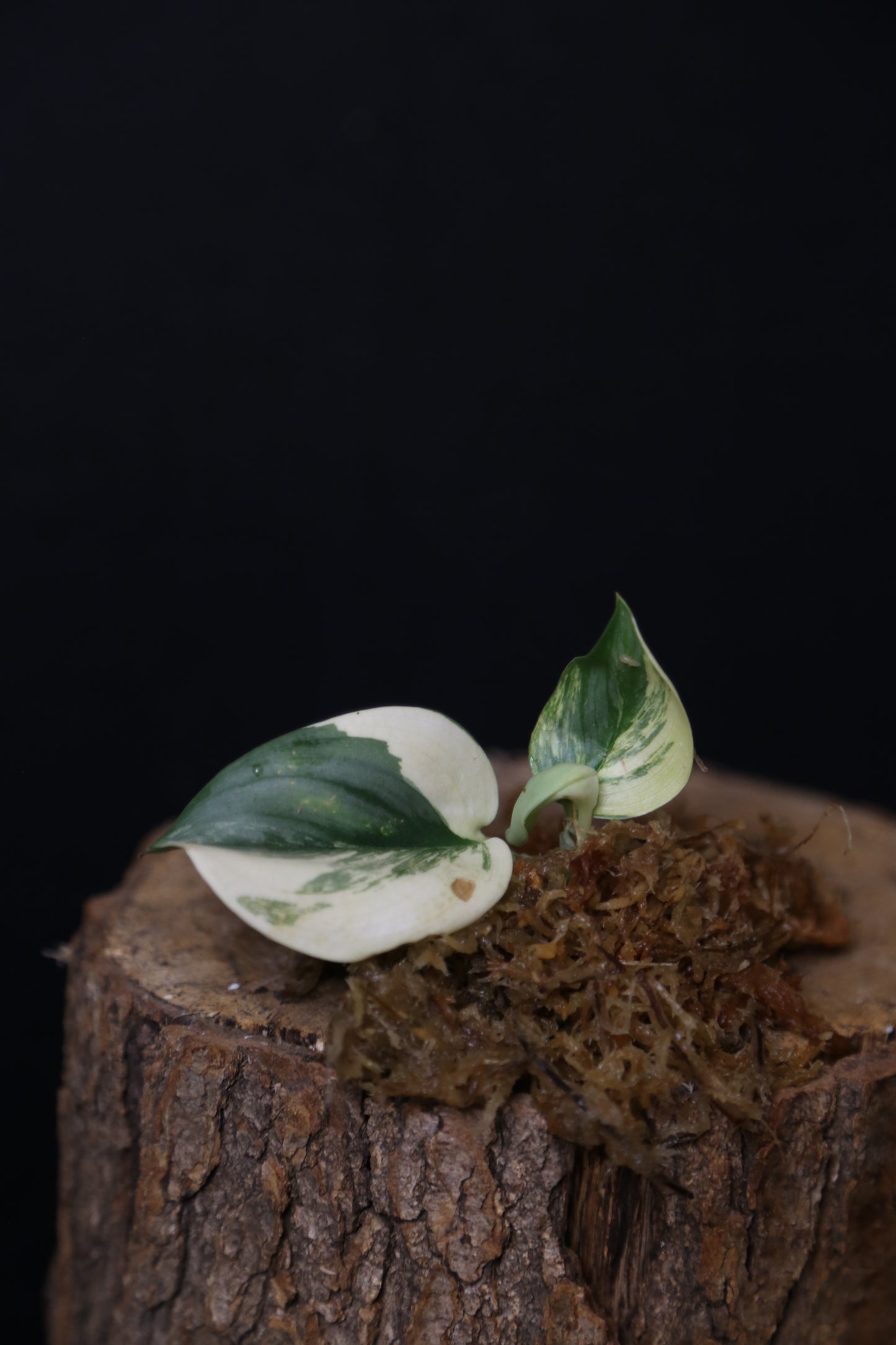 Very Rare! Scindapsus Rubicon Variegated – Top Cutting 001