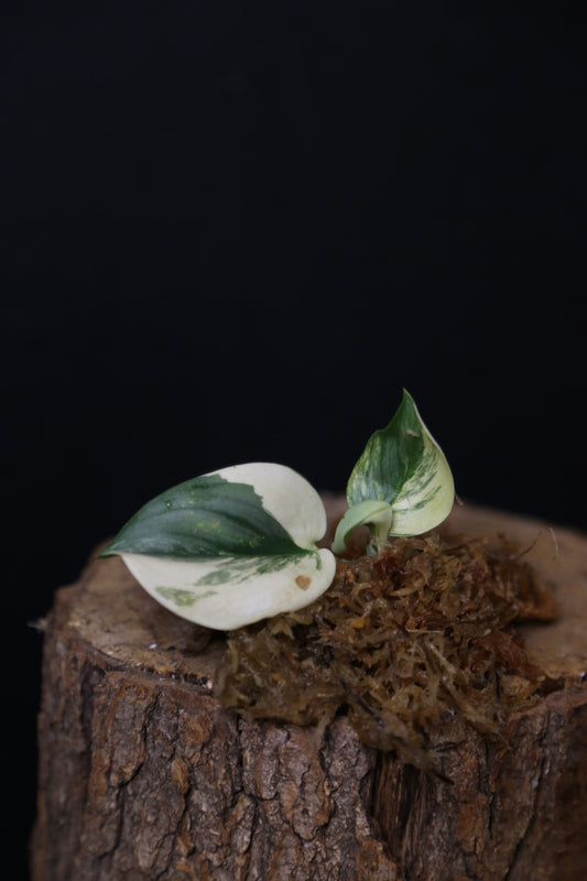 Very Rare! Scindapsus Rubicon Variegated – Top Cutting 001