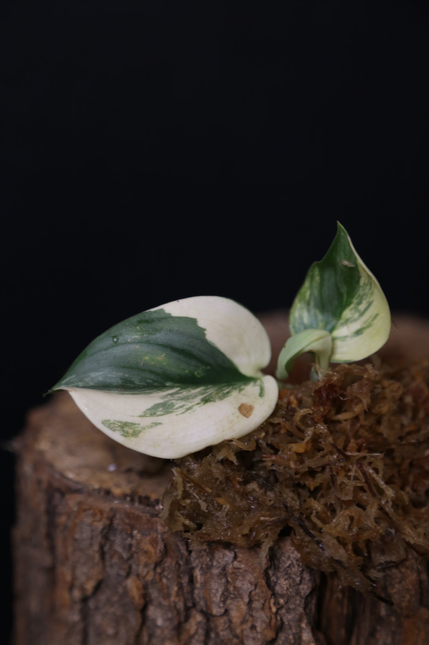 Very Rare! Scindapsus Rubicon Variegated – Top Cutting 001