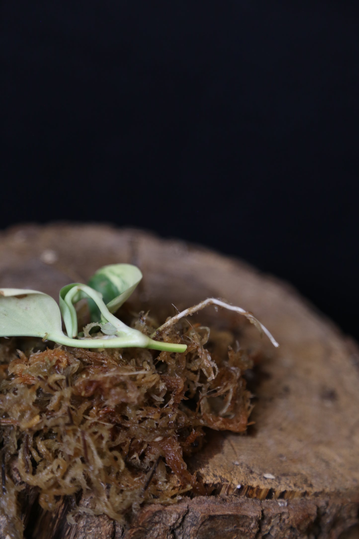 Very Rare! Scindapsus Rubicon Variegated – Top Cutting 001