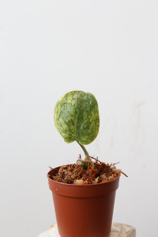 Scindapsus Tembaga – Cutting 01