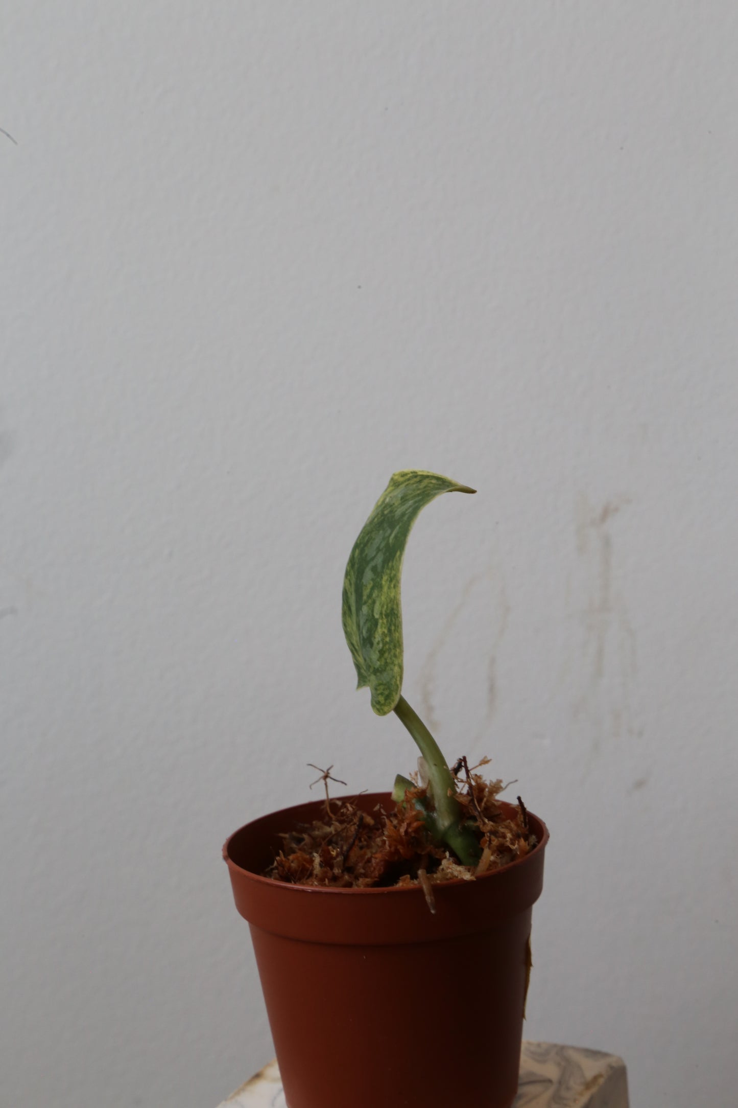 Scindapsus Tembaga – Cutting 01