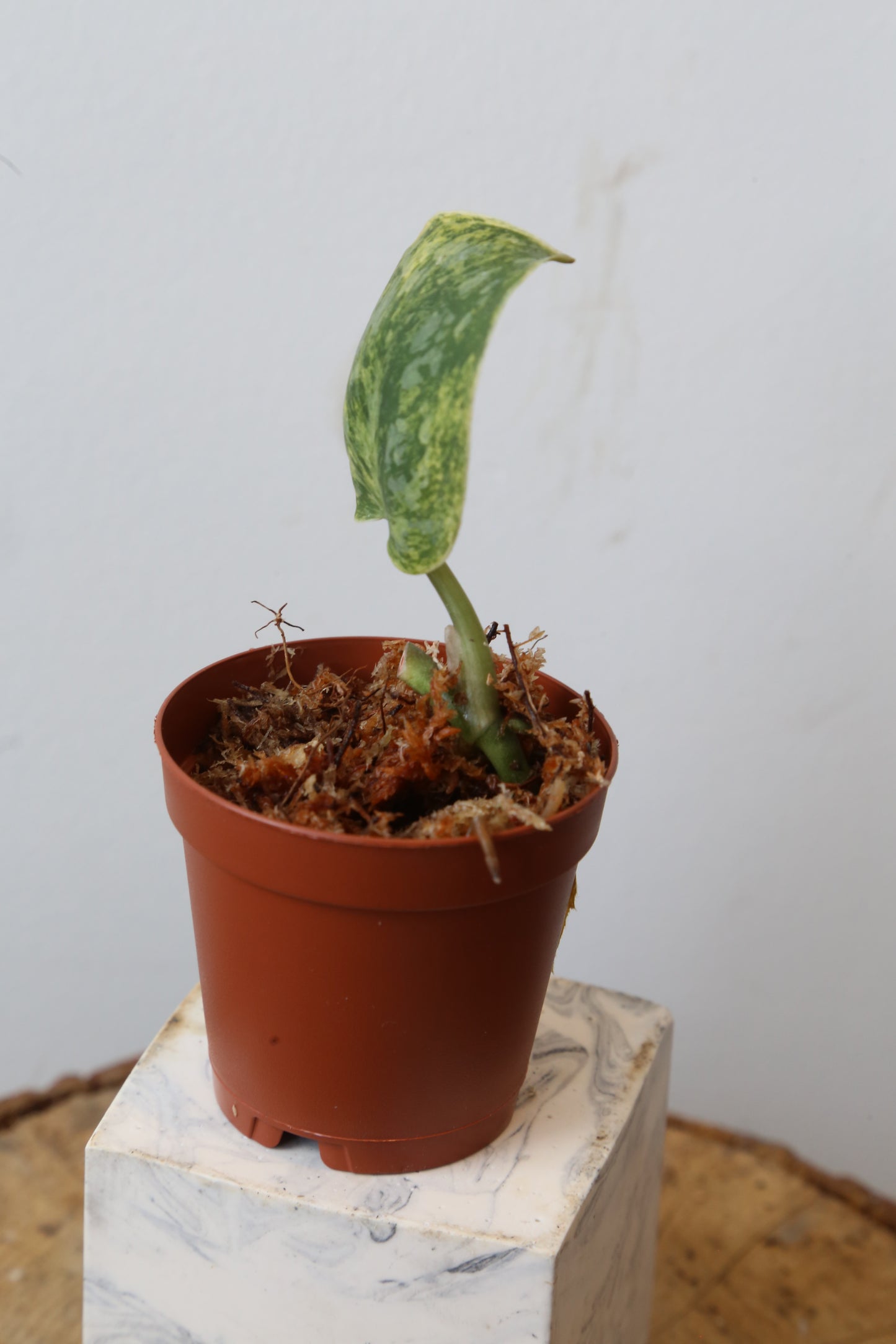 Scindapsus Tembaga – Cutting 01