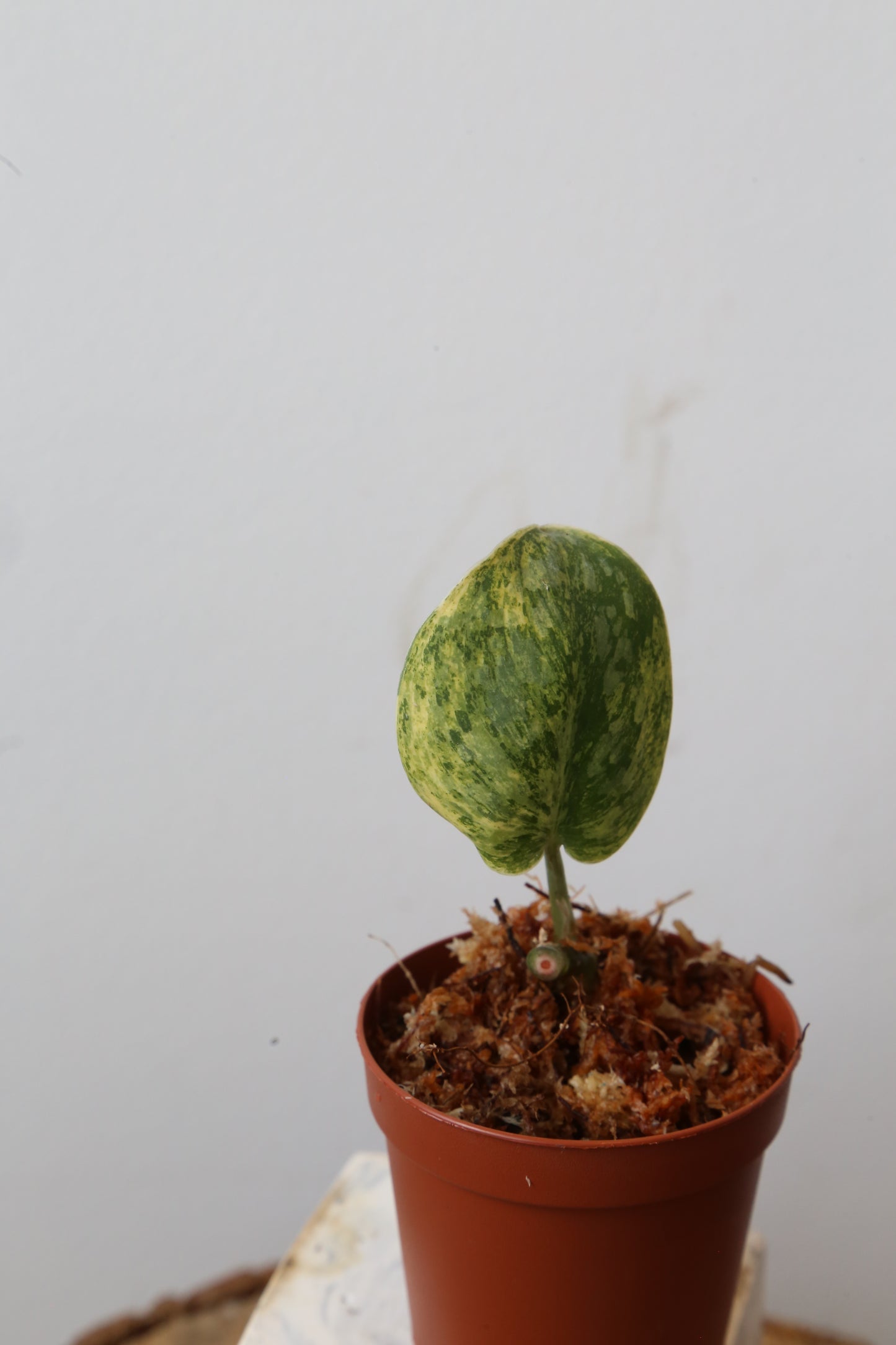 Scindapsus Tembaga – Cutting 01