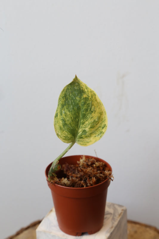 Scindapsus Tembaga – Cutting 02