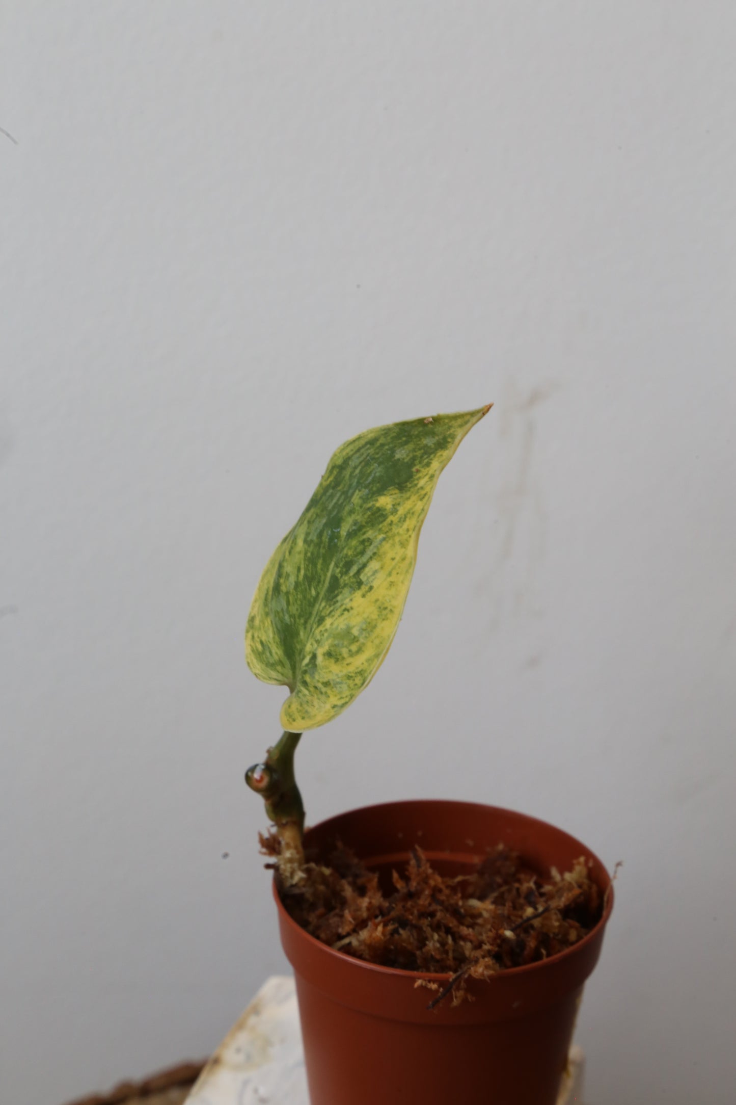 Scindapsus Tembaga – Cutting 02