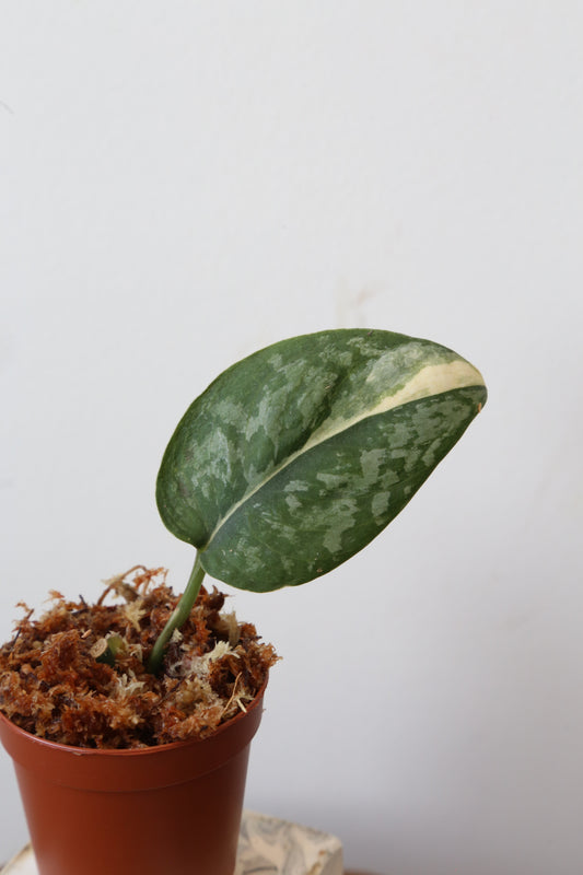 Super Rare! Scindapsus Prabu – Limited Cutting 03