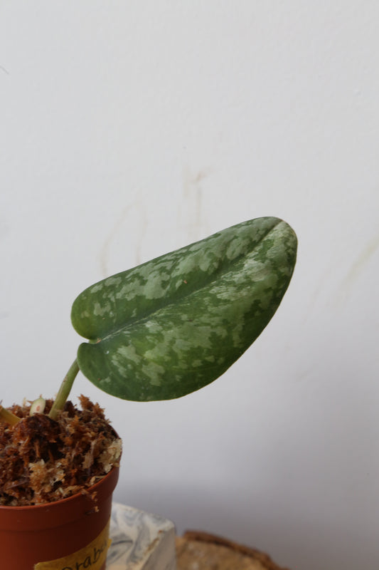 Super Rare! Scindapsus Prabu – Limited Cutting 04