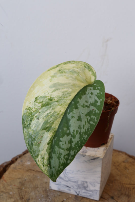 Super Rare! Scindapsus Prabu – Limited Cutting 05 | Huge leaf - high variegated