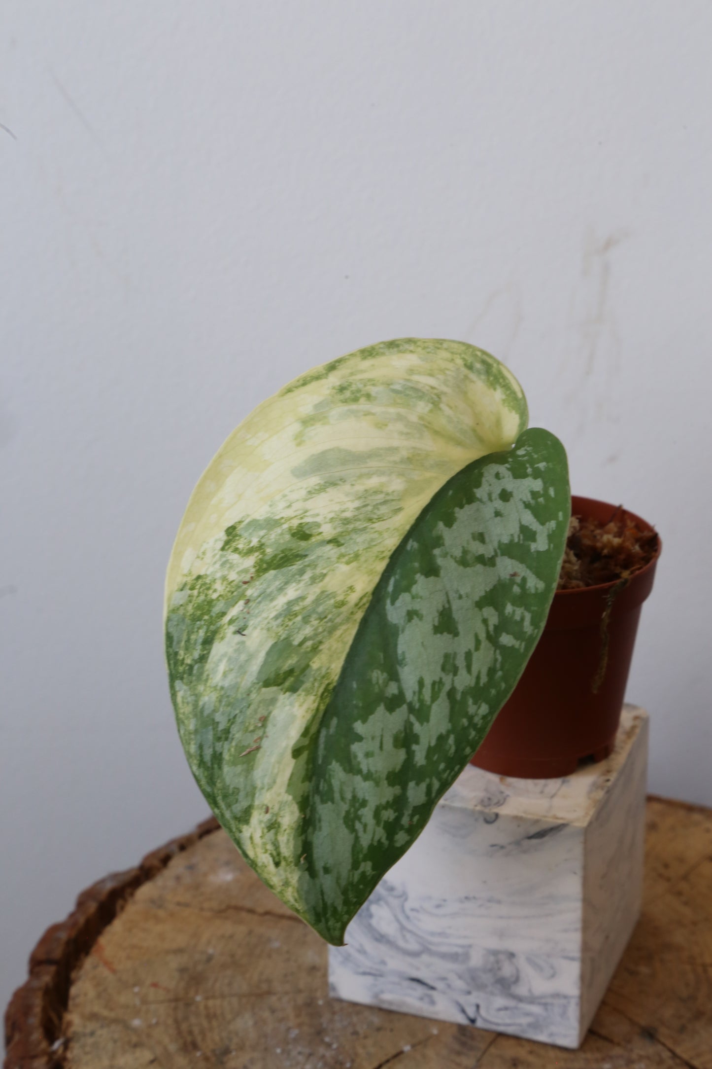 Super Rare! Scindapsus Prabu – Limited Cutting 05 | Huge leaf - high variegated