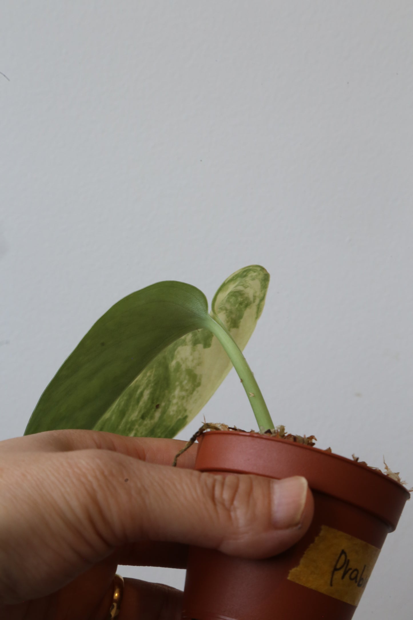 Super Rare! Scindapsus Prabu – Limited Cutting 05 | Huge leaf - high variegated