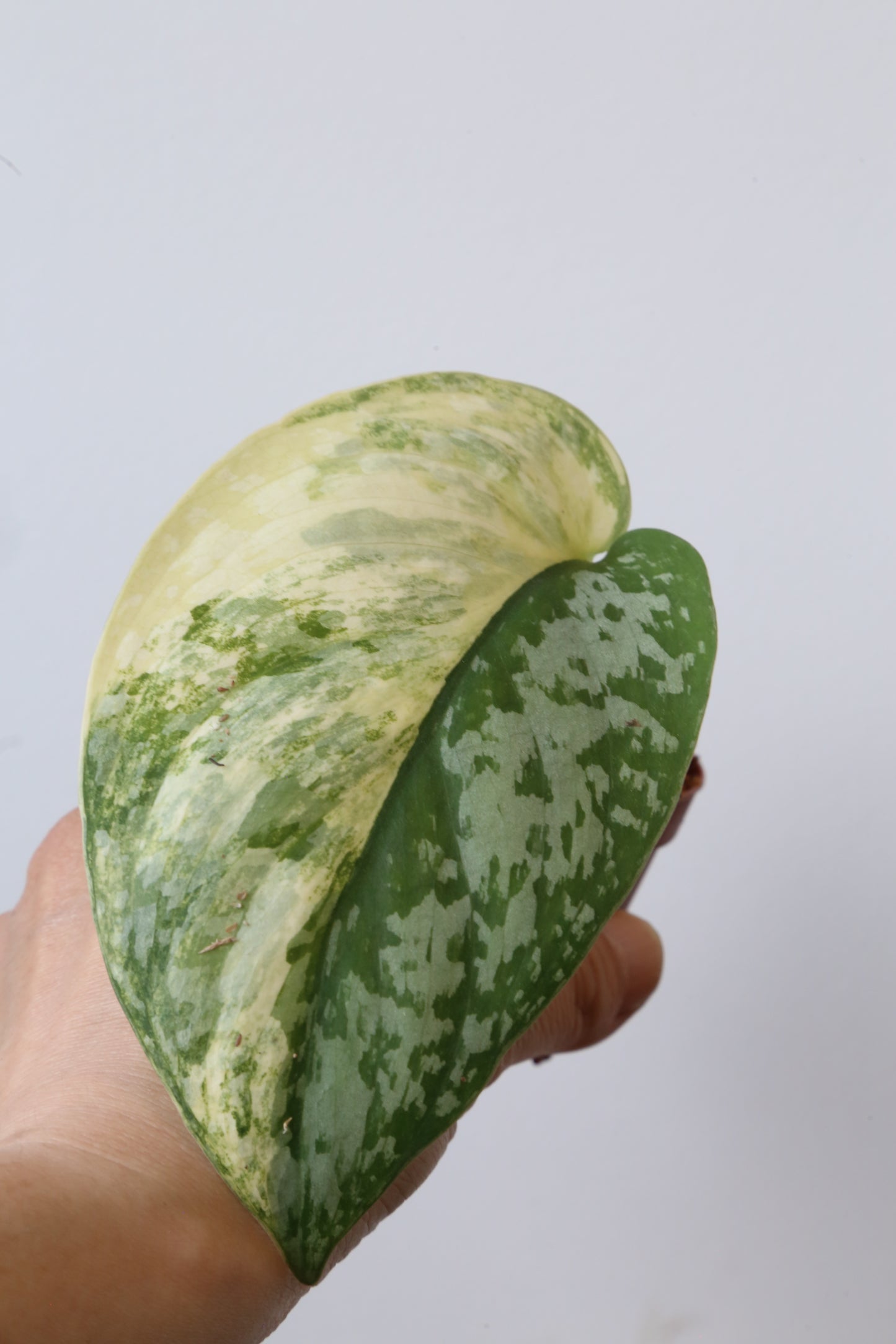 Super Rare! Scindapsus Prabu – Limited Cutting 05 | Huge leaf - high variegated