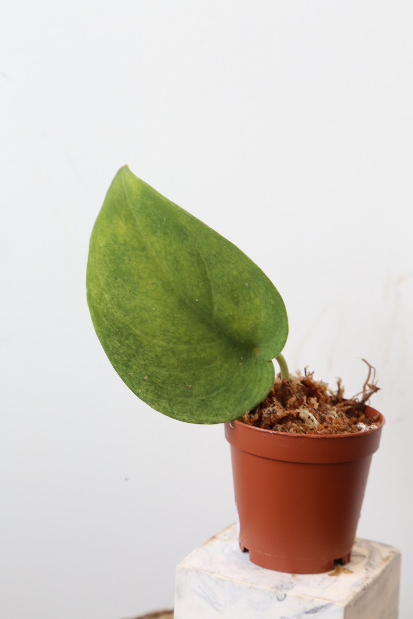 Rare! Scindapsus Solaris – Cutting 06