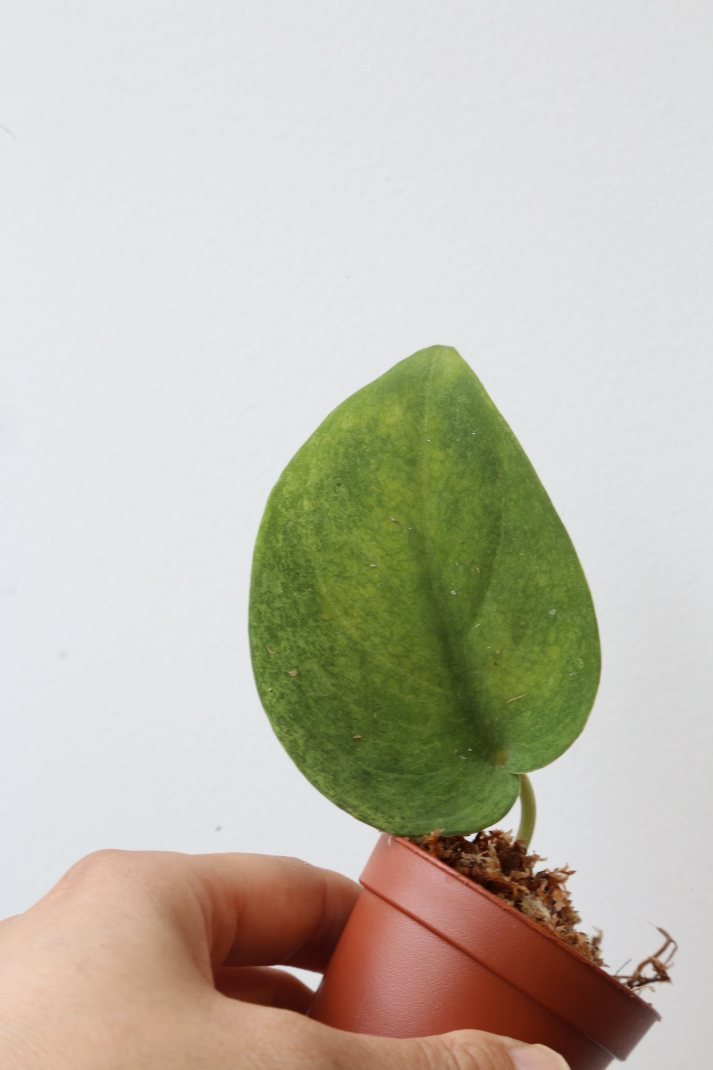 Rare! Scindapsus Solaris – Cutting 06