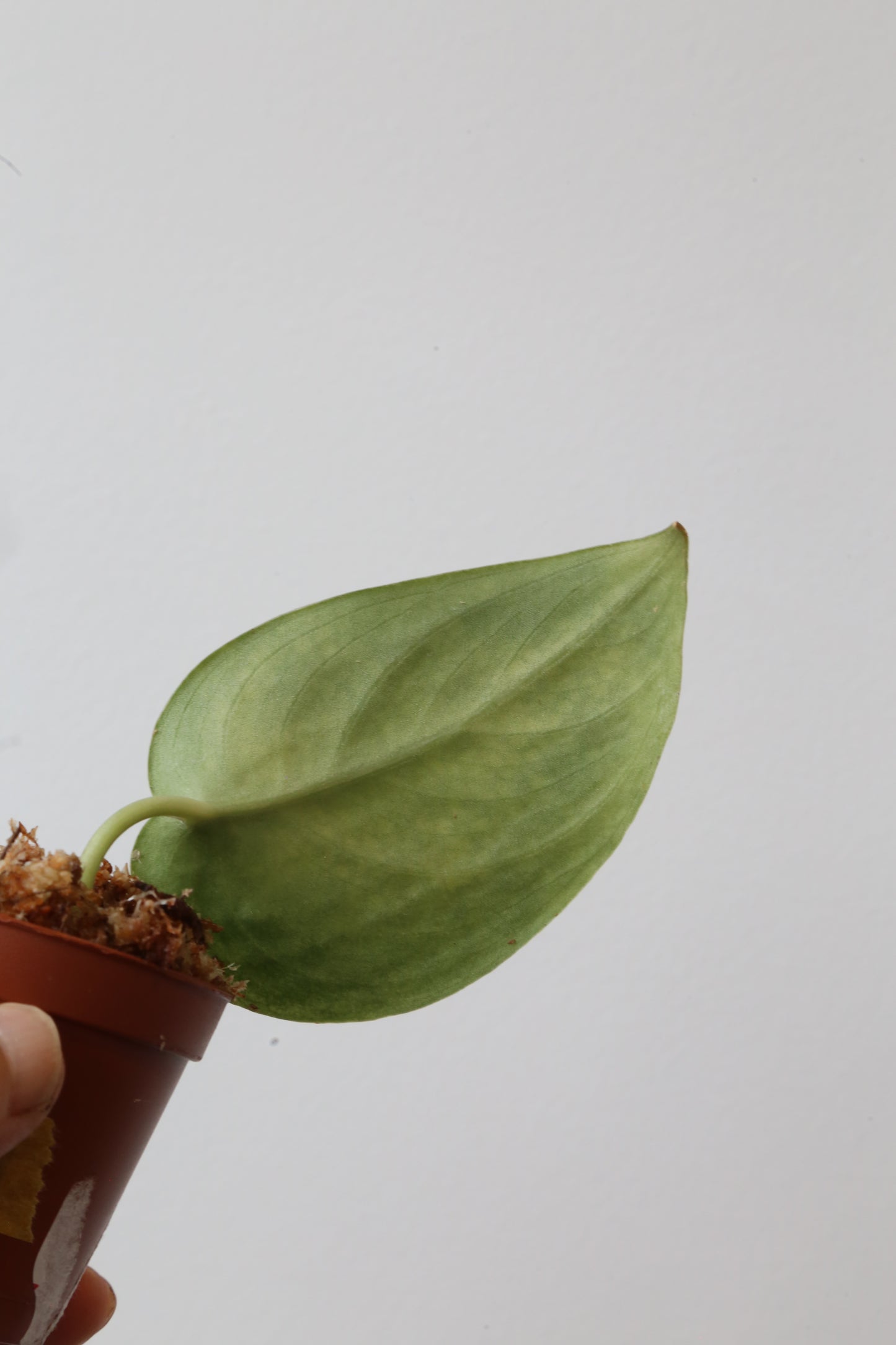 Rare! Scindapsus Solaris – Cutting 06