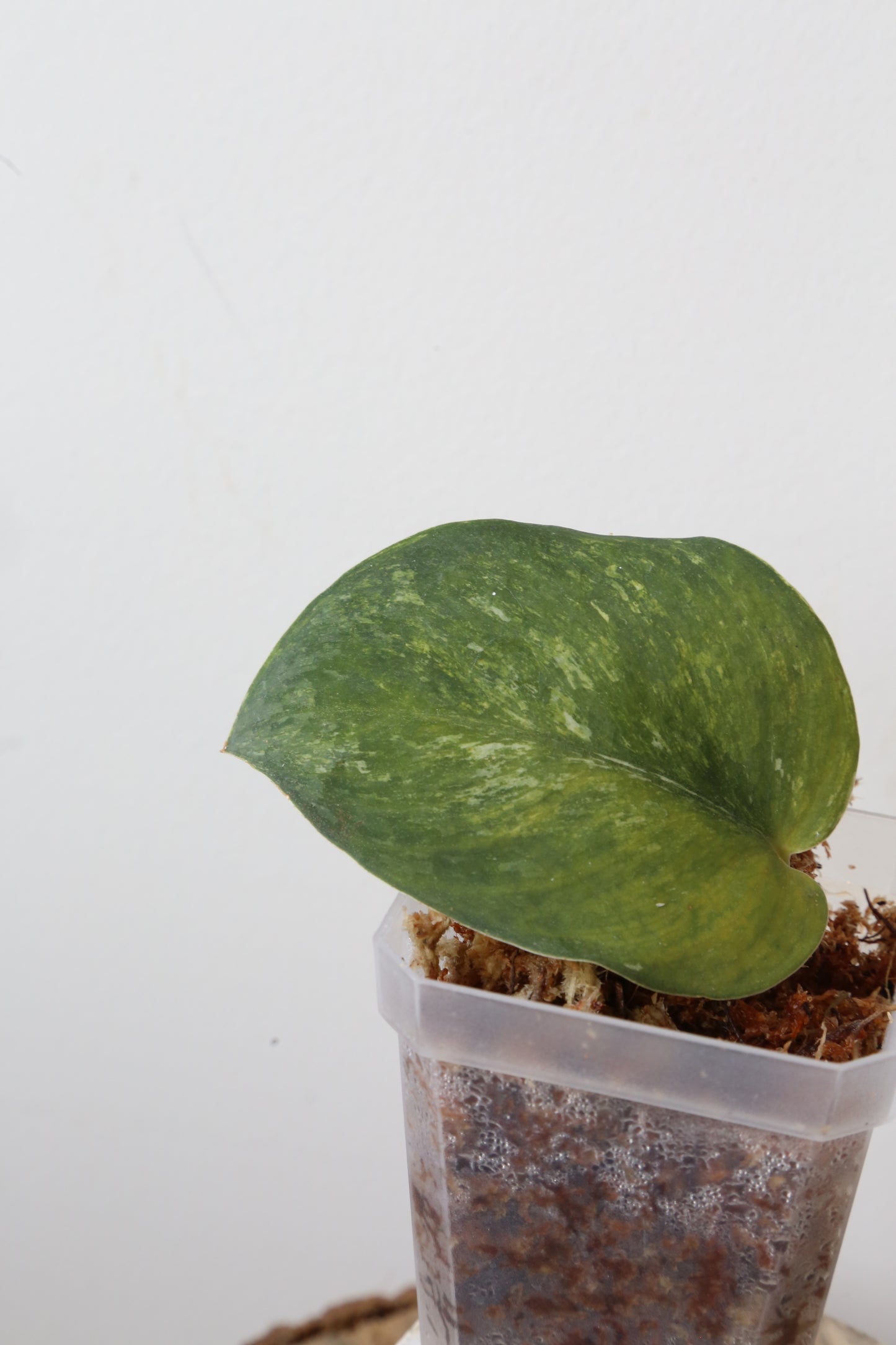 Rare! Scindapsus Bakunawa – Cutting 07