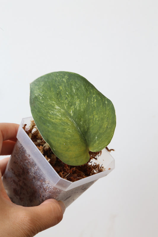 Rare! Scindapsus Bakunawa – Cutting 07