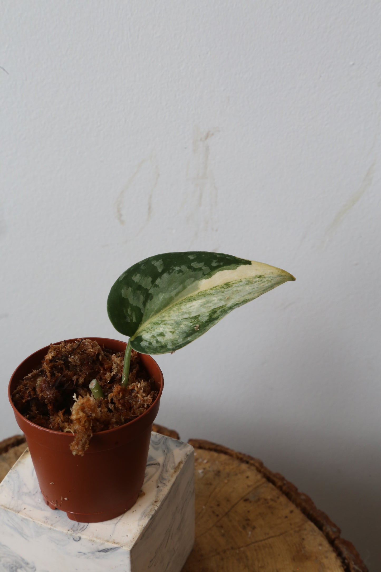 Super Rare! Scindapsus Guelis – Limited Cutting 08