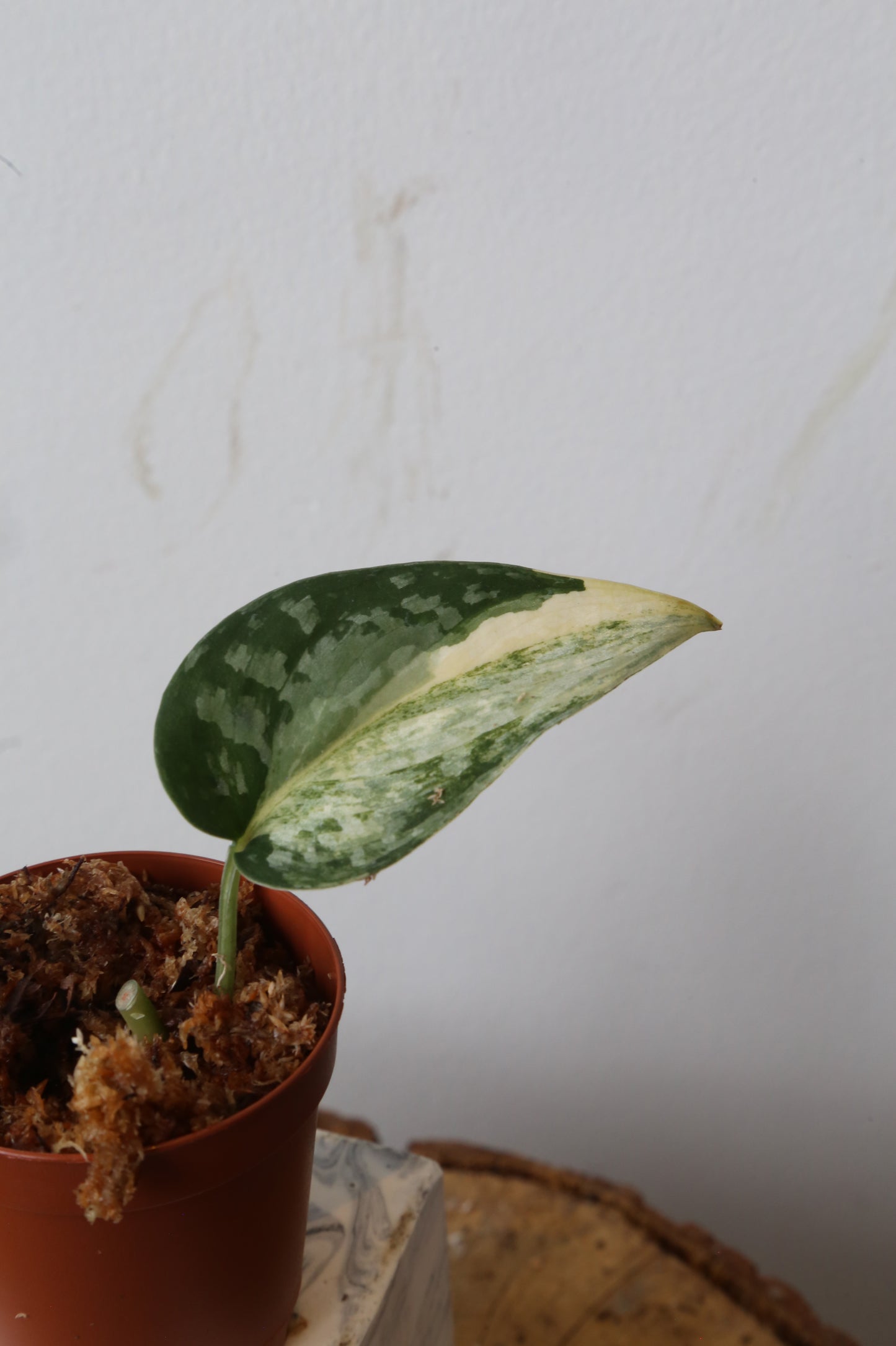 Super Rare! Scindapsus Guelis – Limited Cutting 08
