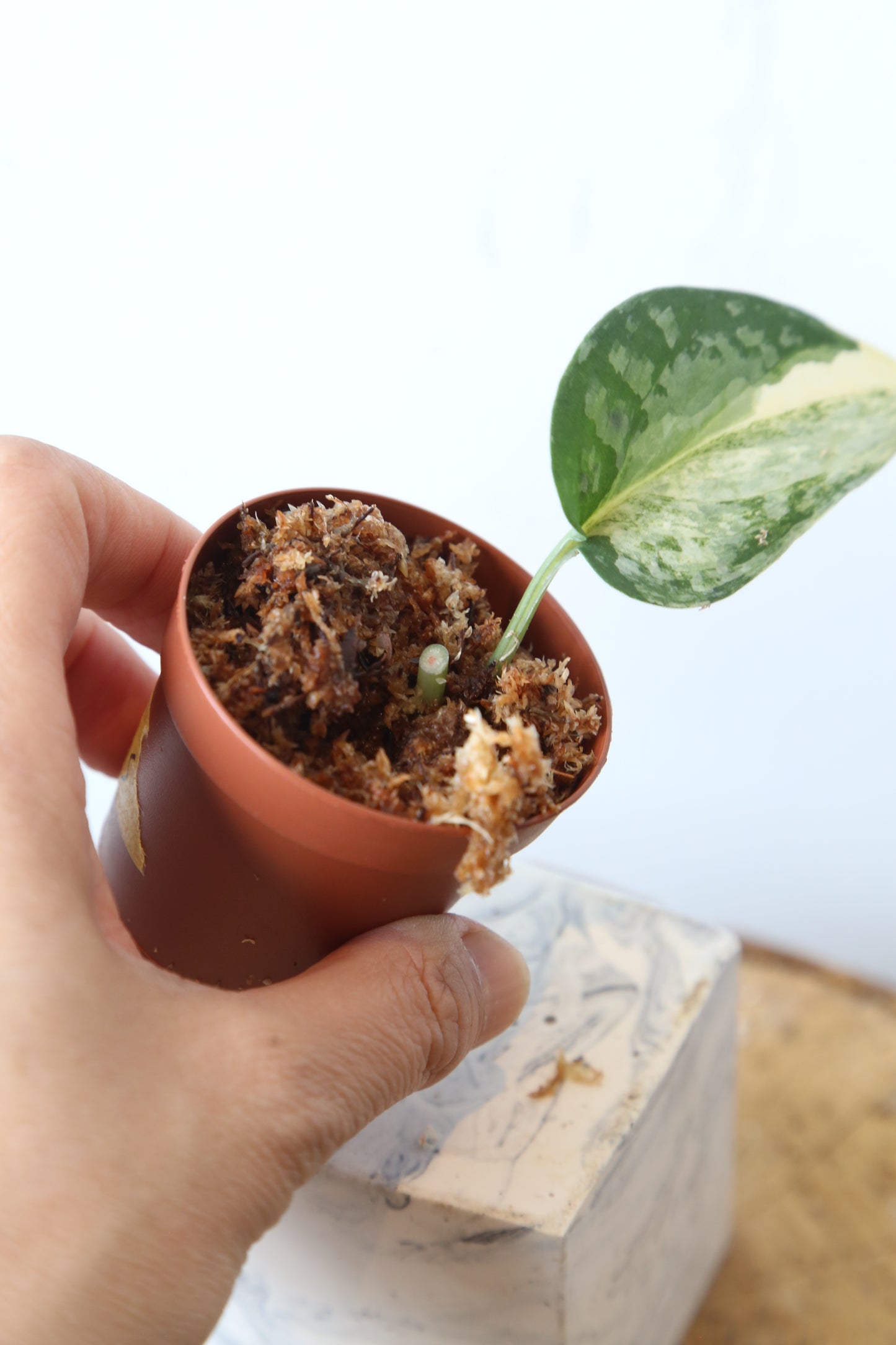 Super Rare! Scindapsus Guelis – Limited Cutting 08