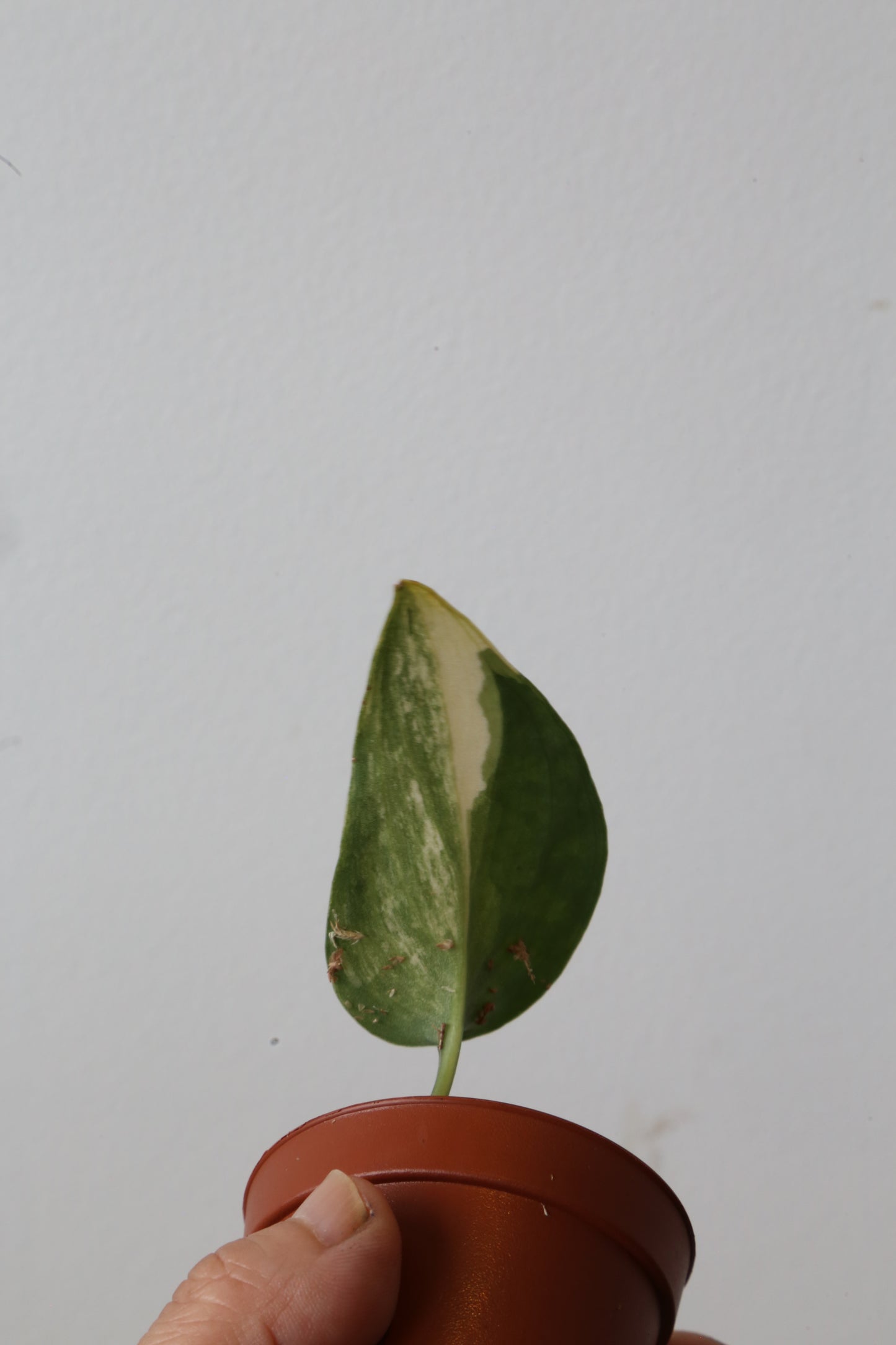 Super Rare! Scindapsus Guelis – Limited Cutting 08