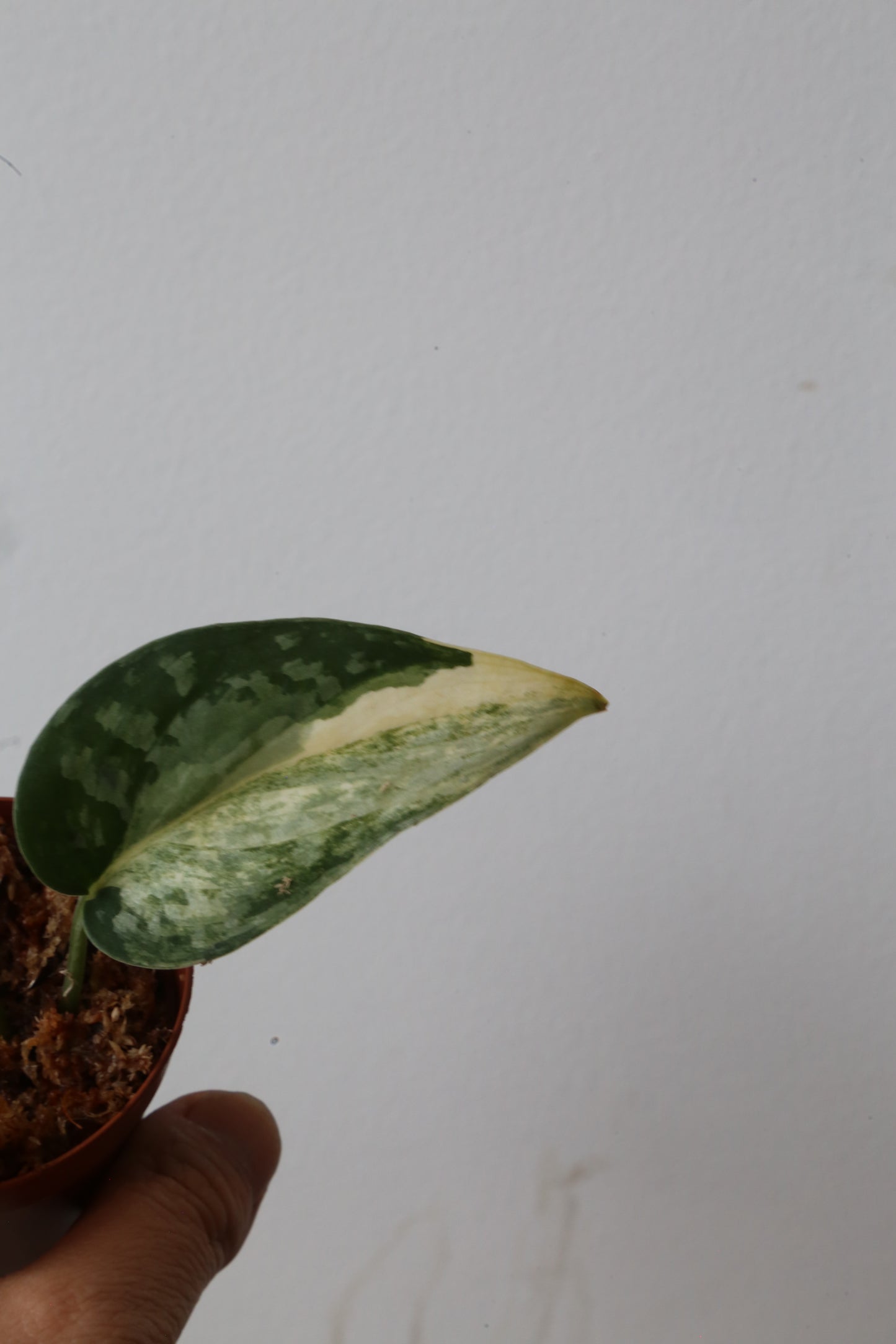 Super Rare! Scindapsus Guelis – Limited Cutting 08