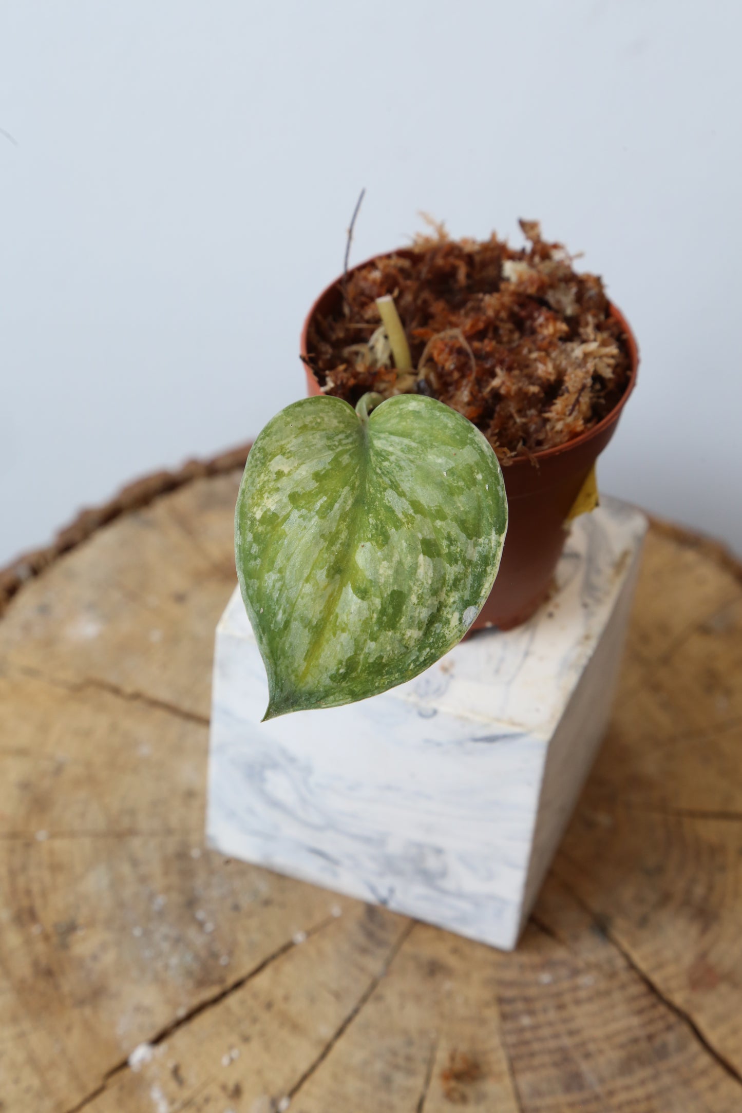 Super Rare! Scindapsus Guelis – Limited Cutting 09